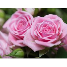 Почему нота розы так популярна в парфюмерии?