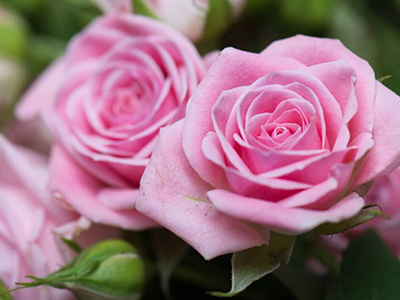 Почему нота розы так популярна в парфюмерии?