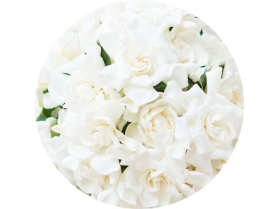 Белые цветы