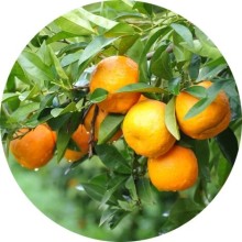 Нота аромата Горький апельсин (бигарадия)