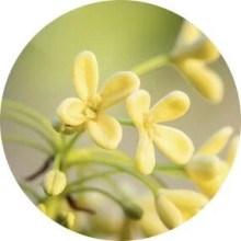 Нота аромата Цветок маслины