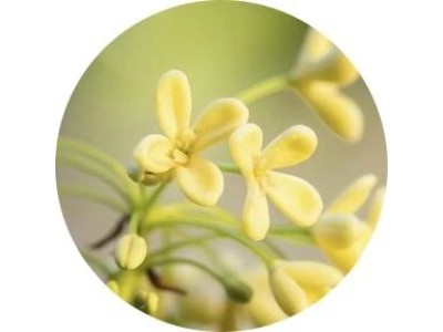 Цветок маслины