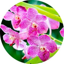 Нота аромата Орхидея
