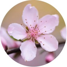 Нота аромата Персиковый цвет