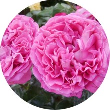 Нота аромата Роза майская (rosa centifolia)