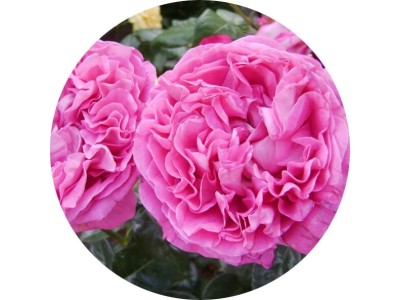 Роза майская (rosa centifolia)