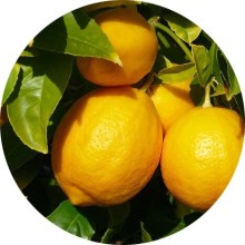 Нота аромата Лимонное дерево