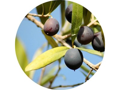 Оливковое (маслиновое) дерево
