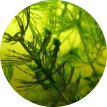 Нота аромата Морские водоросли