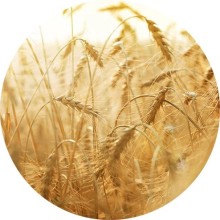 Нота аромата Пшеница